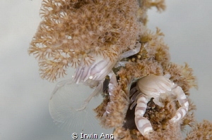 D U A L
Soft croal porcelain crab (Lissoporcellana nakas... by Irwin Ang 